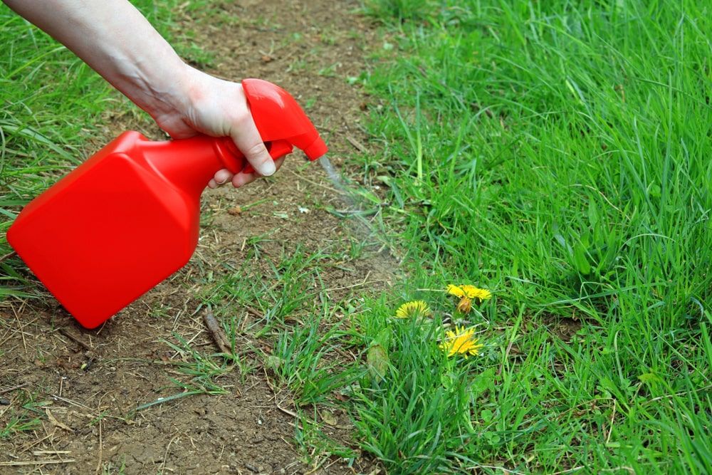 When to Spray Weed Killer